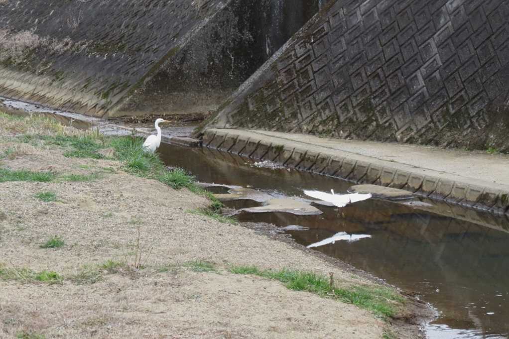 515