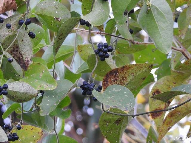 アオツヅラフジ 青みがかった黒い実は有毒で食べれません いねねの趣味三昧 昆虫 野鳥 古寺巡り 読書 木工 語学など 楽天ブログ