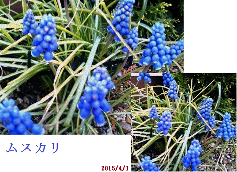 ムスカリ.png
