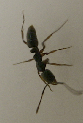 ヒアリ 火蟻 の天敵かもしれないオオハリアリ 大針蟻 Noahnoah研究所 楽天ブログ