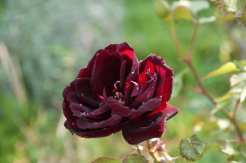 ルイ１４世開花 ボタン開花 サンショウバラのつぼみ バラの香る庭へようこそ 楽天ブログ