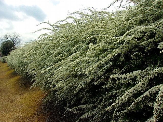 雪柳　１.jpg