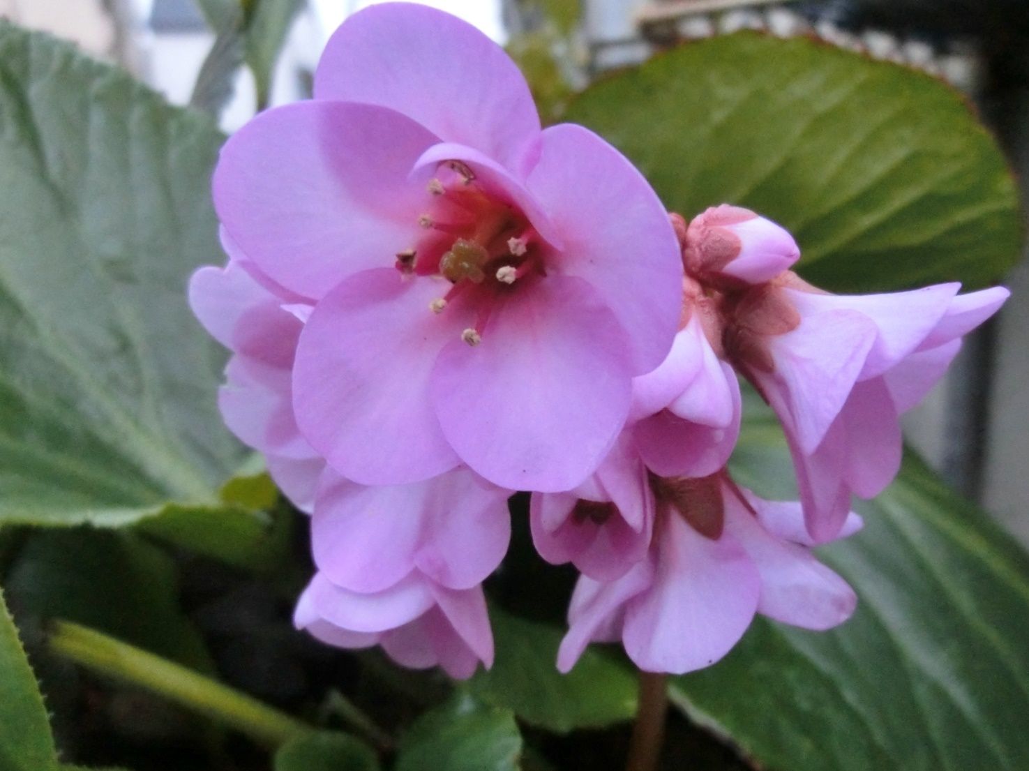 デジカメ最悪 ヒマラヤユキノシタ イベリス色々 だい のひとりごと 楽天ブログ