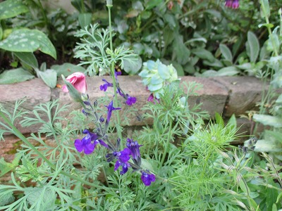 IMG_3167ss.jpg