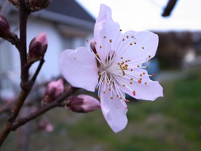 20140329桃の花も開花