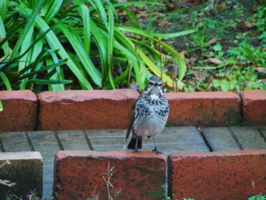 2015-10-30thugumi (1).JPG