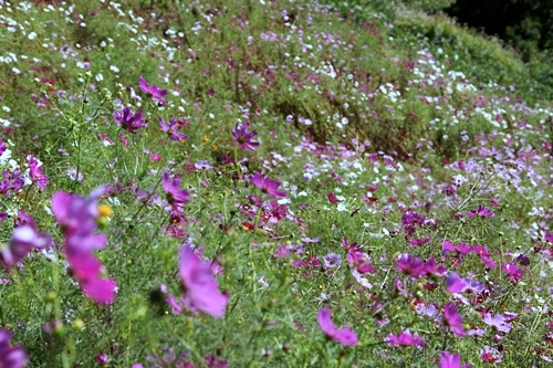 虫亀　山古志　花畑