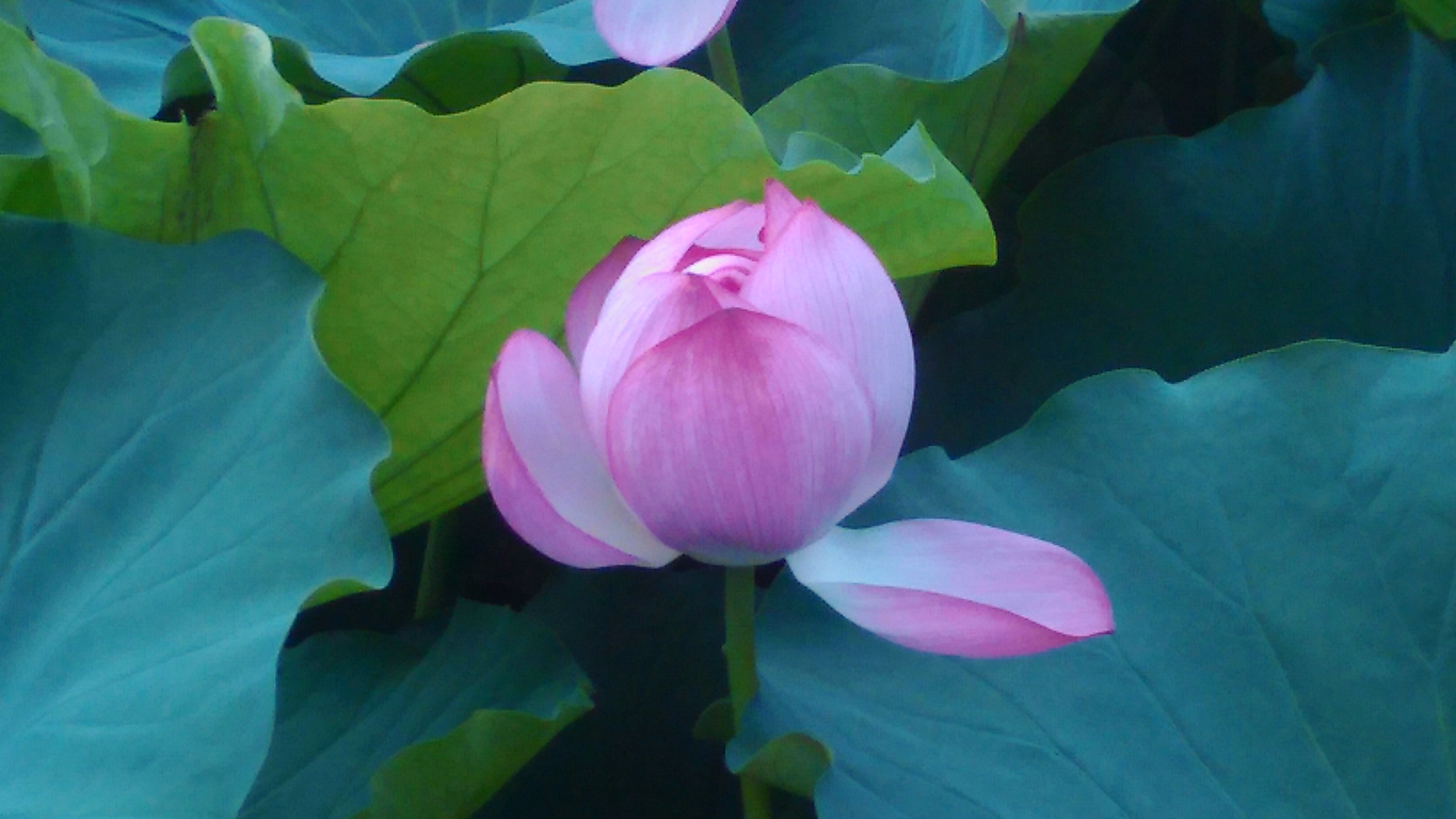 蓮の花