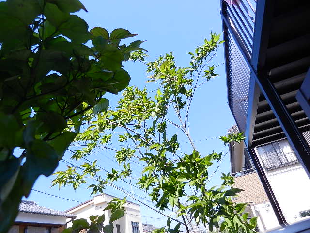 DSCN4063 - コピー.JPG