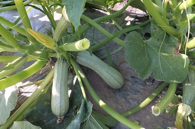 DSCF8121.jpg