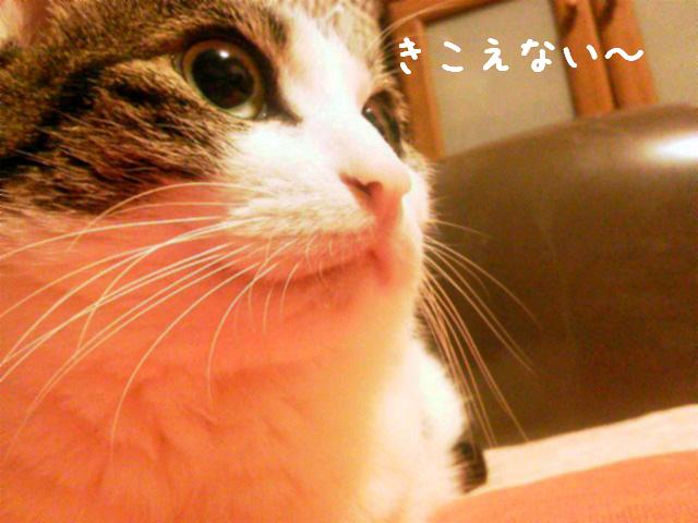 いやだよ～