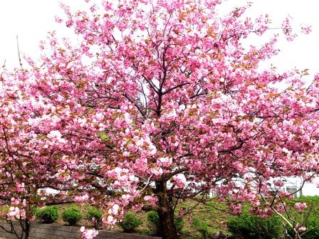 2013開花八重.jpg