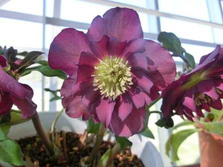 アシュードロイヤルベルベット