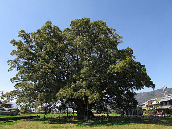 加茂の大クス♪