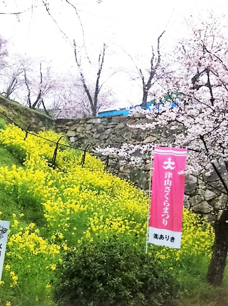 ４__２０１６年４月１日　津山の桜 (2).JPG