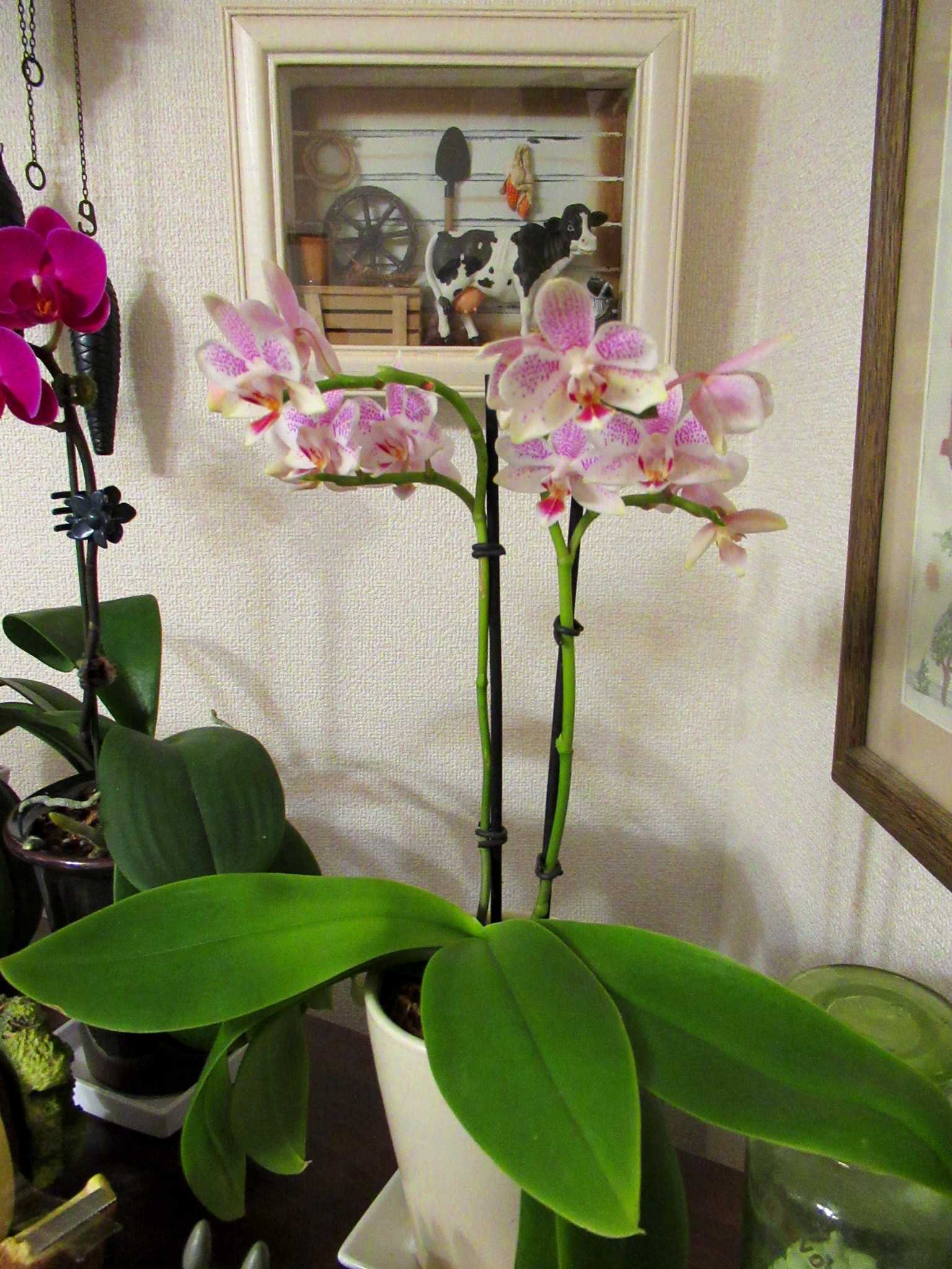 胡蝶蘭の植え込み方 O ｂ かにゃかにゃガーデン 楽天ブログ