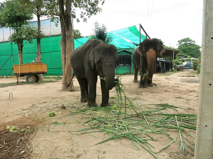 elephant villege3.jpg