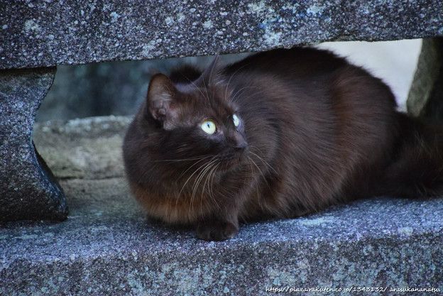 致死性ウイルスで少年死亡後、インドに警戒態勢