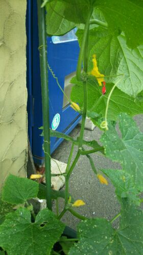 rblog-20170525170701-02.jpg