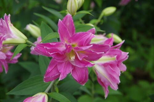 昭和記念公園のゆりの花