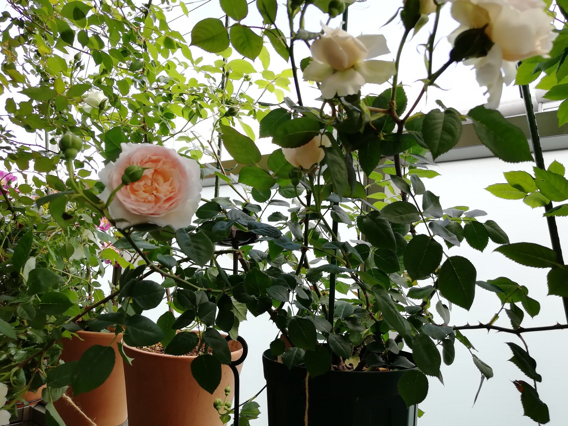 枝垂れるシュラブの剪定方法 庭がなくても鉢バラでローズガーデン 楽天ブログ