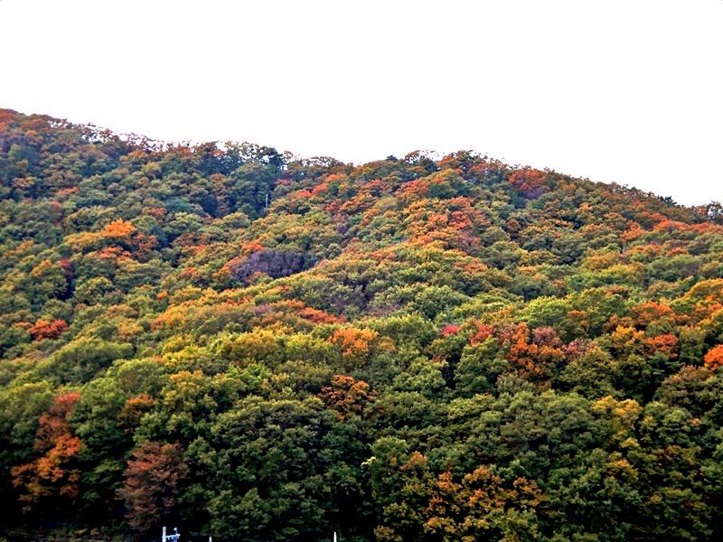 山の紅葉1