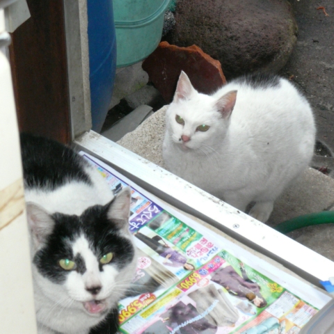 20121222ﾏｽｸ_ﾐﾗﾏﾏ02.jpg