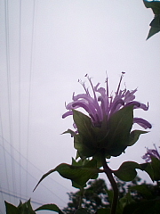 conv0421.JPG