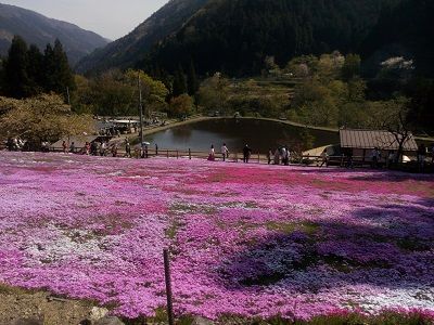 國田家の芝桜 郡上市 どらちゃん お出かけですよ 犬と旅行記 楽天ブログ