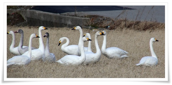 才田・ハクチョウ-6 14.12.23