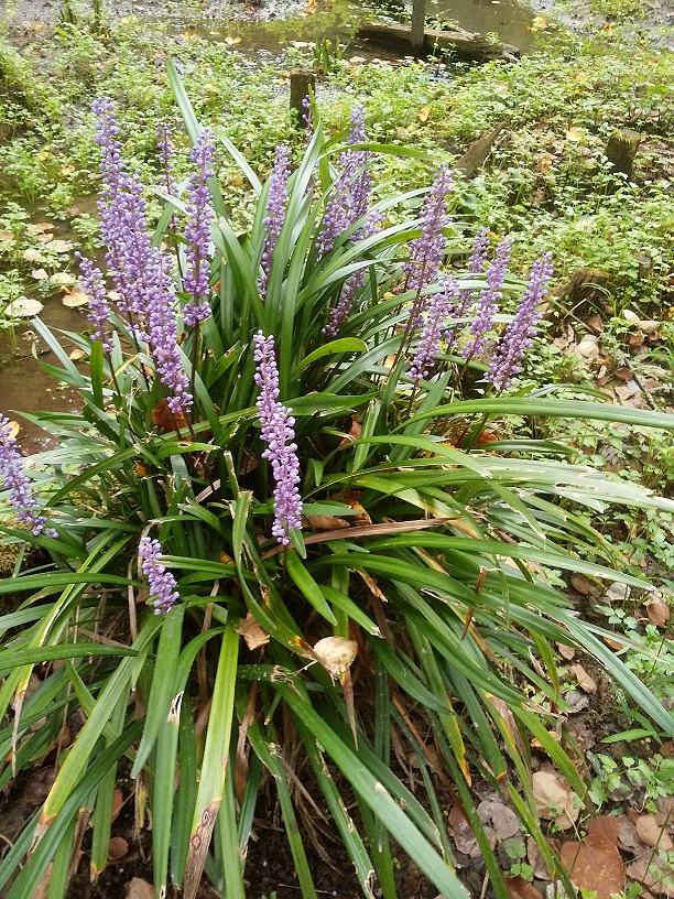 森林公園の花.jpg