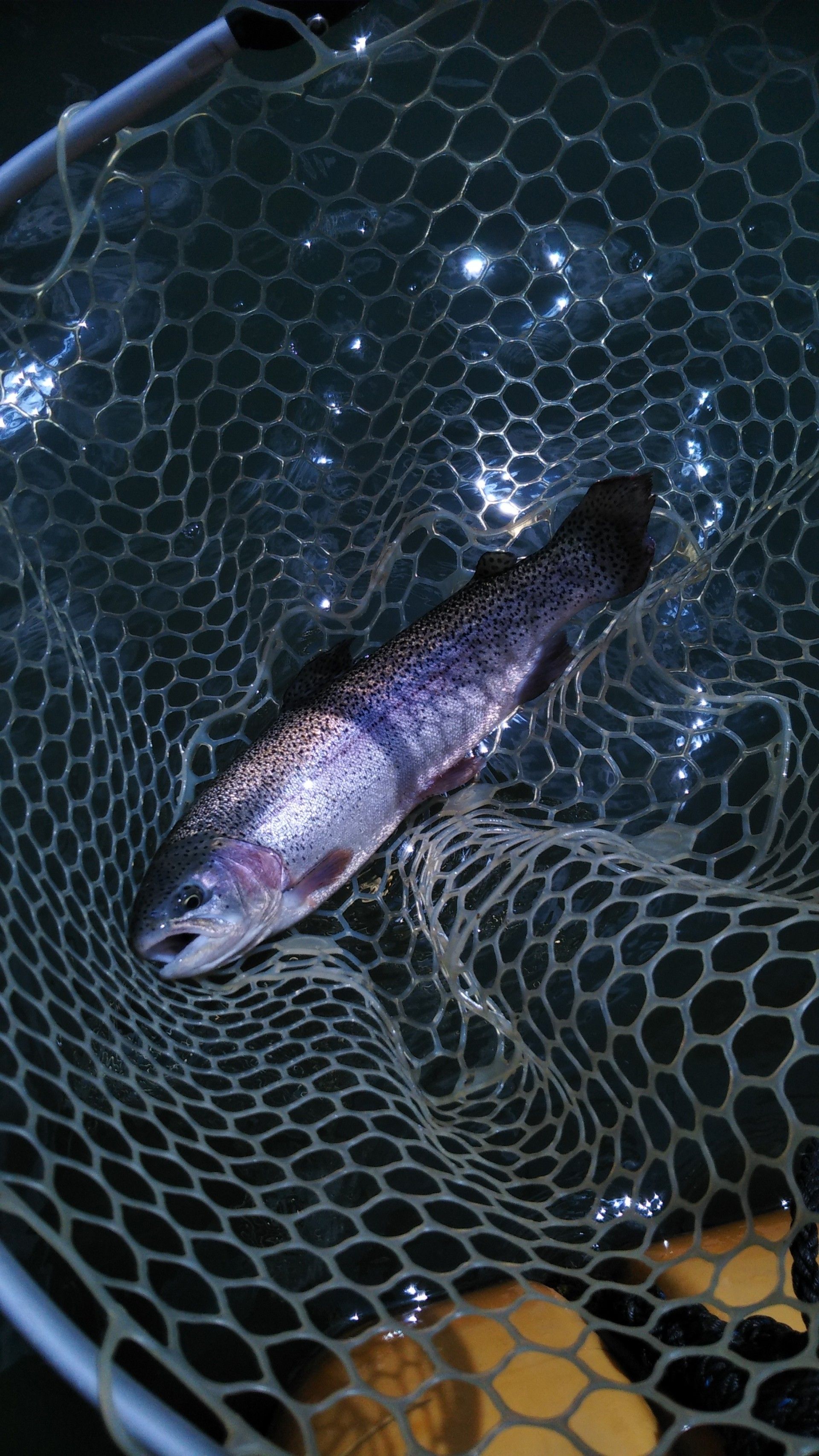 新着記事一覧 サメジの釣り暮らし 楽天ブログ