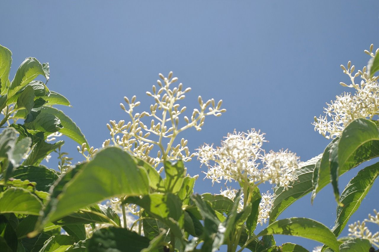雨の季節に50年振りに思い出した歌がある 雨釣の釣り日記 楽天ブログ