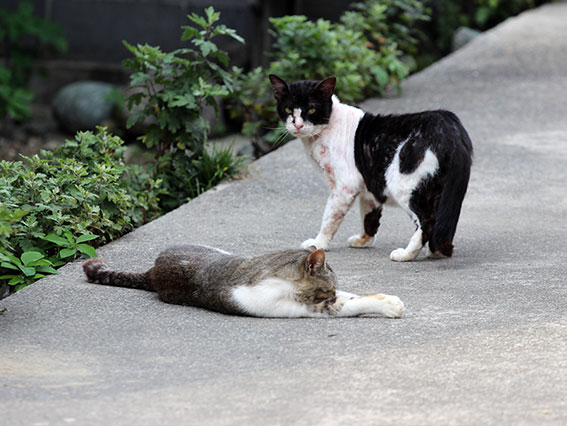 我が家のニャンコ♪2014/06/18-3
