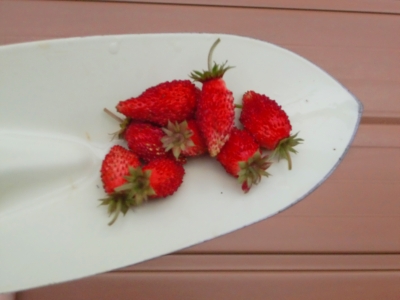 ワイルドストロベリー ちっこい奥さんのお庭ブログ 楽天ブログ