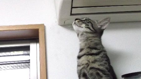 すずひめ　10月18日　2号の上　興味.jpg