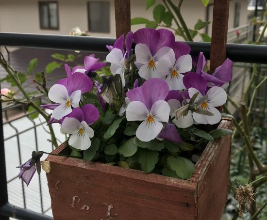 happyイエロー♪膨らむミモザの蕾と早春を感じるミニ水仙の花鉢