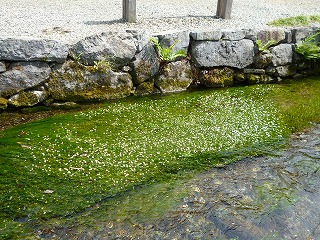 P1070128ss.jpg