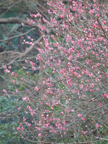 DSCN0037b20160131.jpg