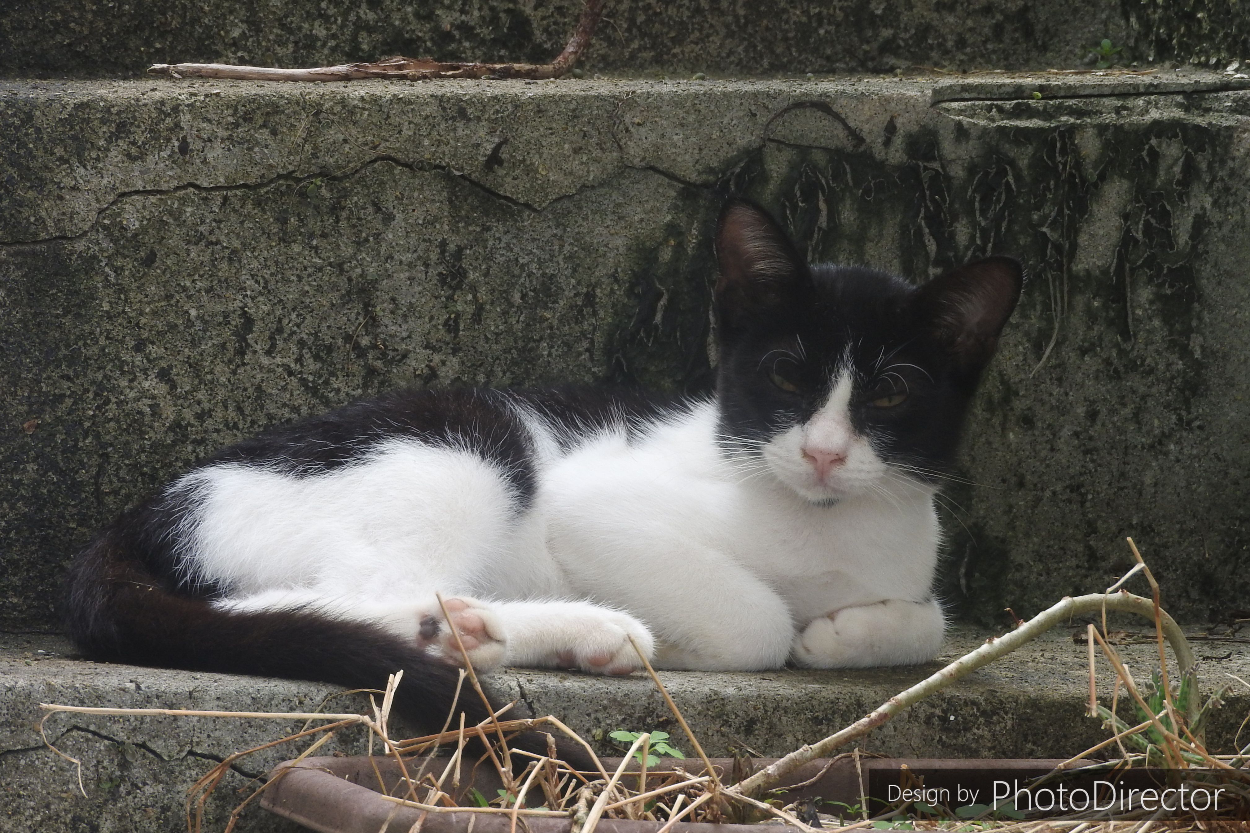 記事一覧 ねこログ 楽天ブログ