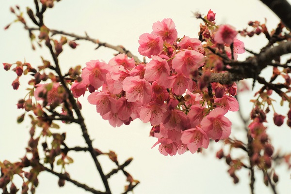 土肥桜