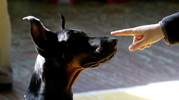 ロシア内務省が危険な犬の種類とオーナーに対する義務づけを公布 ままくんカフェ 楽天ブログ