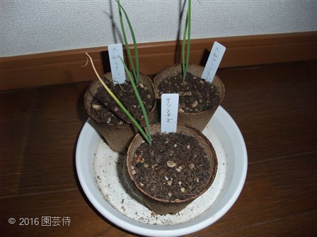 サンライズ、大和プリンスS、大和ルナ　20160417