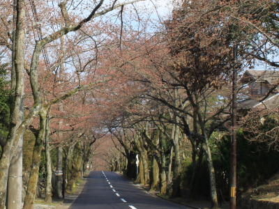 伊豆高原桜並木の桜