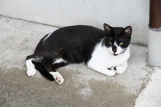 我が家のニャンコ♪2015/9/18-3