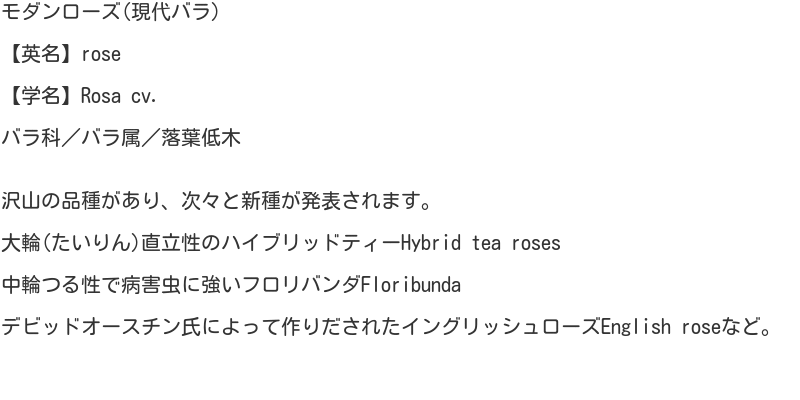 Rosa7
