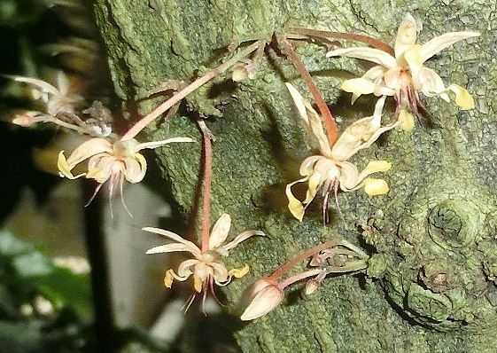 京都府立植物園で見た花 カカオ ベゴニア ガステリア だい のひとりごと 楽天ブログ