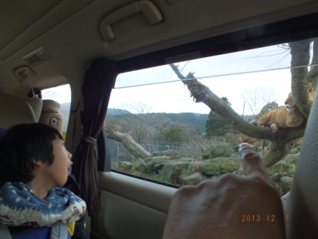 サファリ