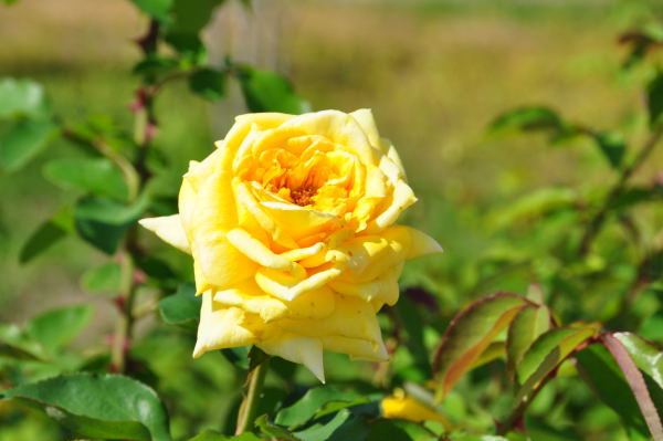 おとぎの森公園　秋の薔薇