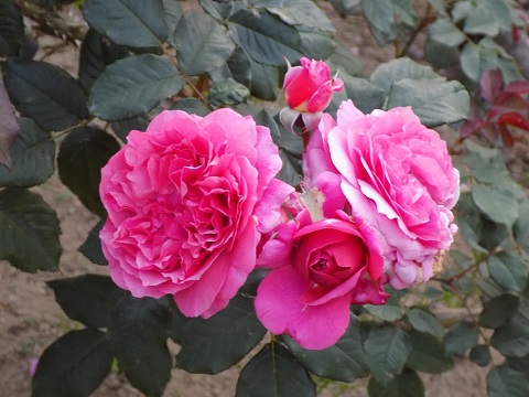 DSCN3642.JPG